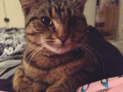 rex the cat 2