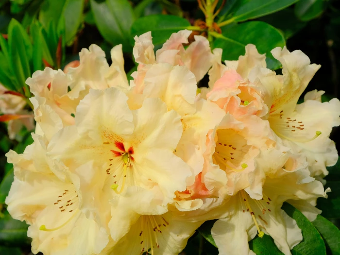 rhododendron yakushimanum