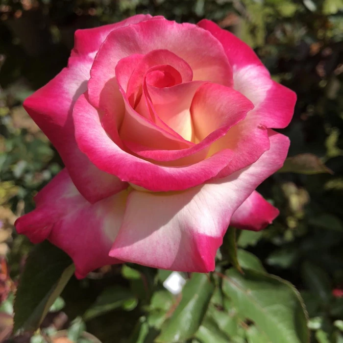 rose of the year  you39re my everything ck jones