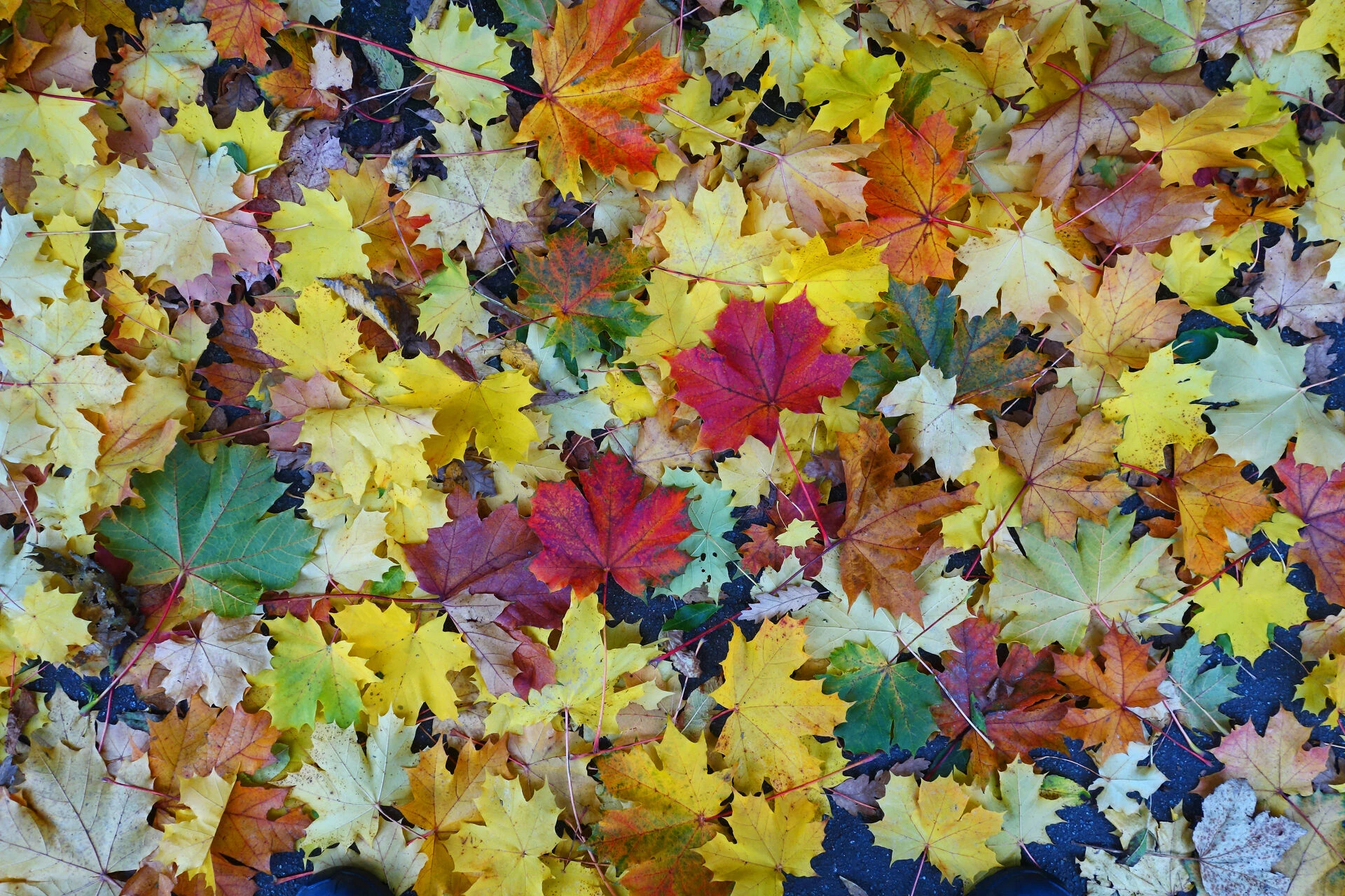 rr a rainbow carpets00233
