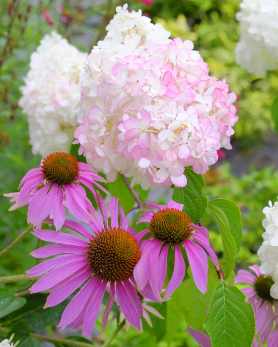 rr echinacea  hydrangeaf5015