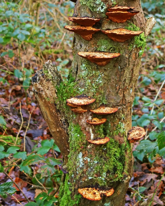 rr fungal infection s02642