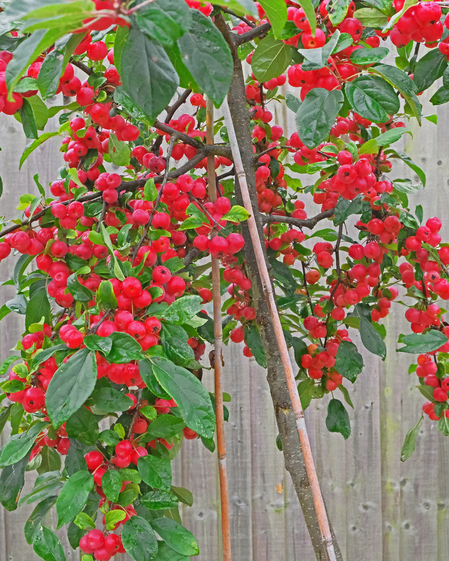 rr malus gorgeous f6835