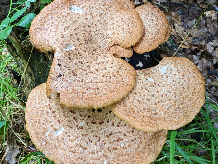 rr pix fungus 0824