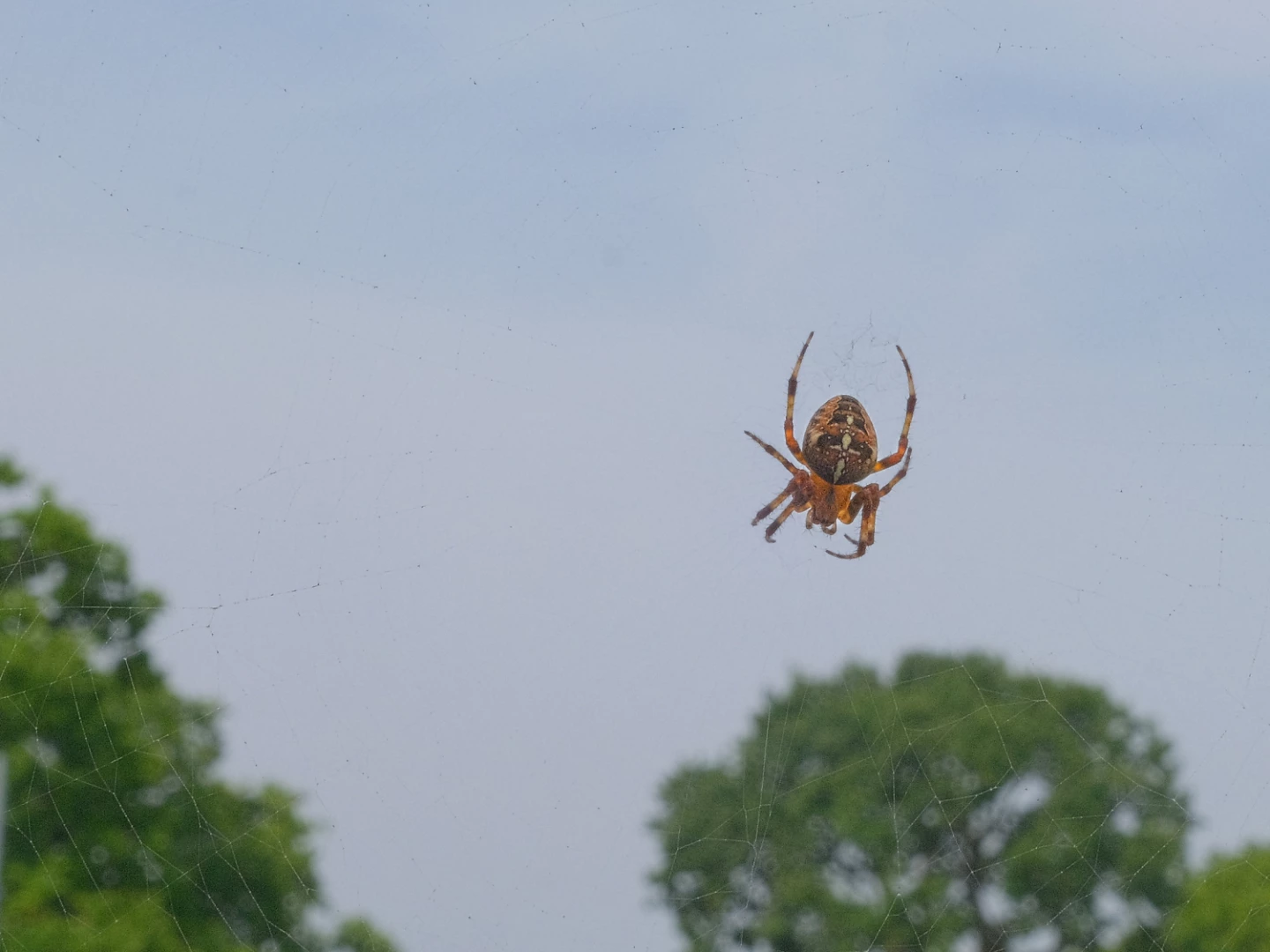 rrarachnidf3901