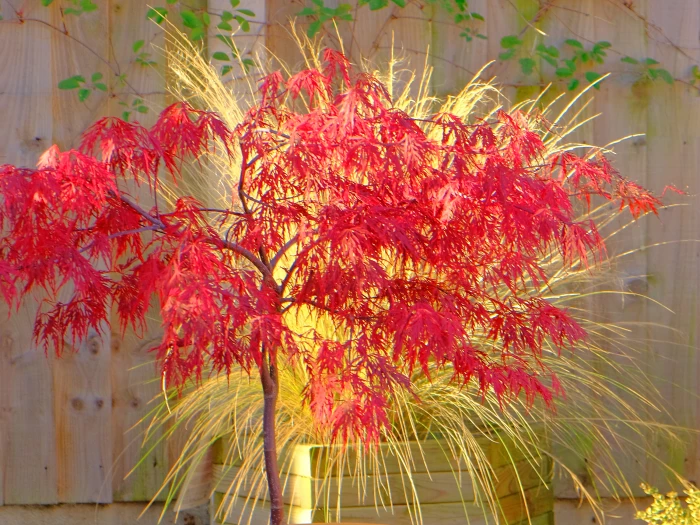 rrf2659 autumn fireworks