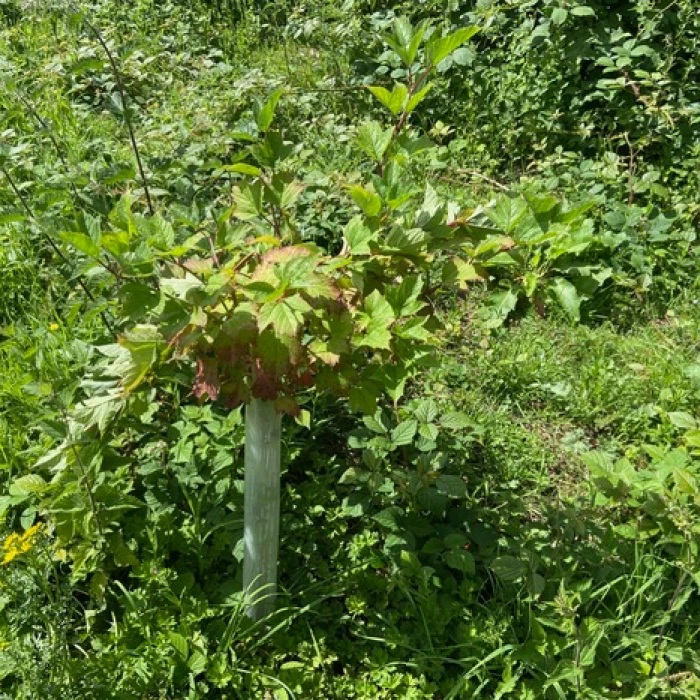 sapling damage