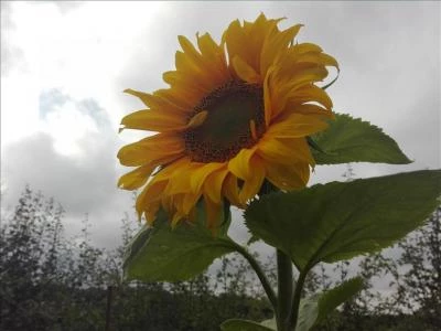 secret sunflower sower 9