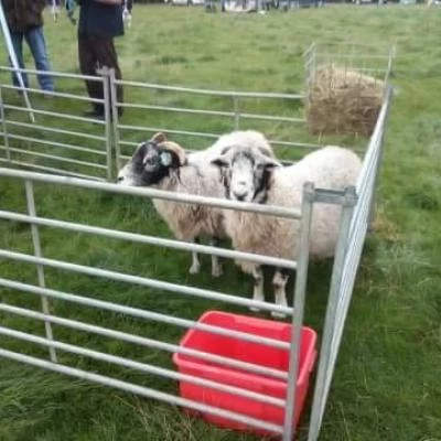 sheep fair 2019