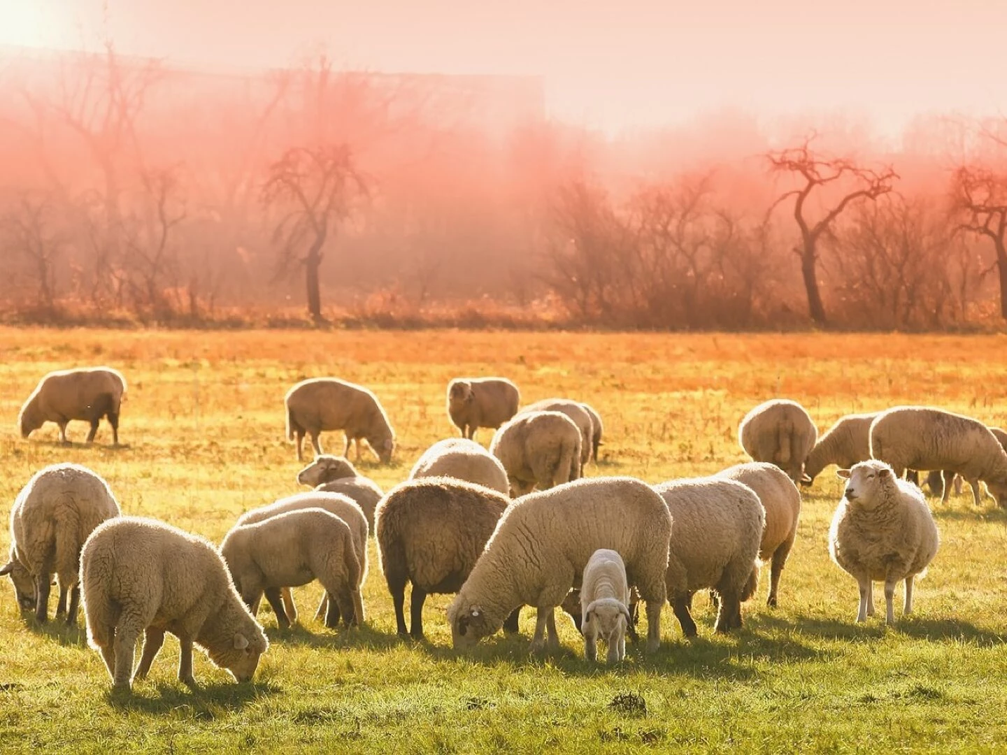 sheeps lambs flock animals graze farm animals grass livestock wool animal world meadow field nature landscape morning sheeps sheeps sheeps sheeps lambs lambs flock flock farm animals farm animals farm animals farm animals farm a
