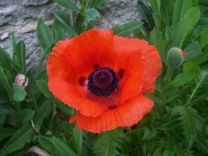 singlepoppy188625