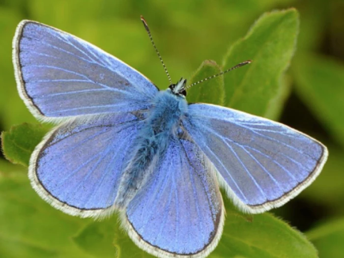 small blue butterfly