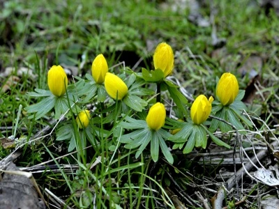 snakemoor aconites