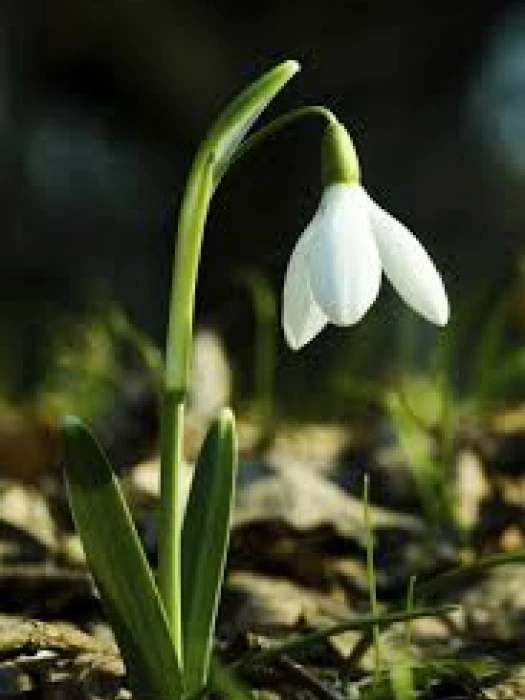 snowdrop 1