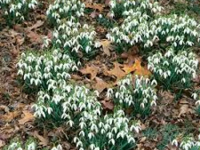 snowdrop clumps