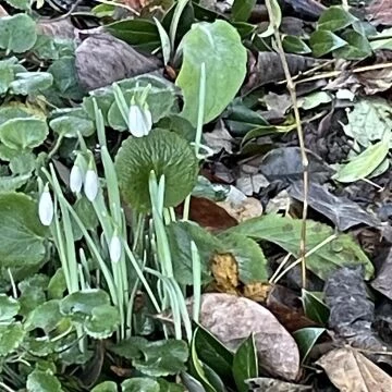 snowdrop