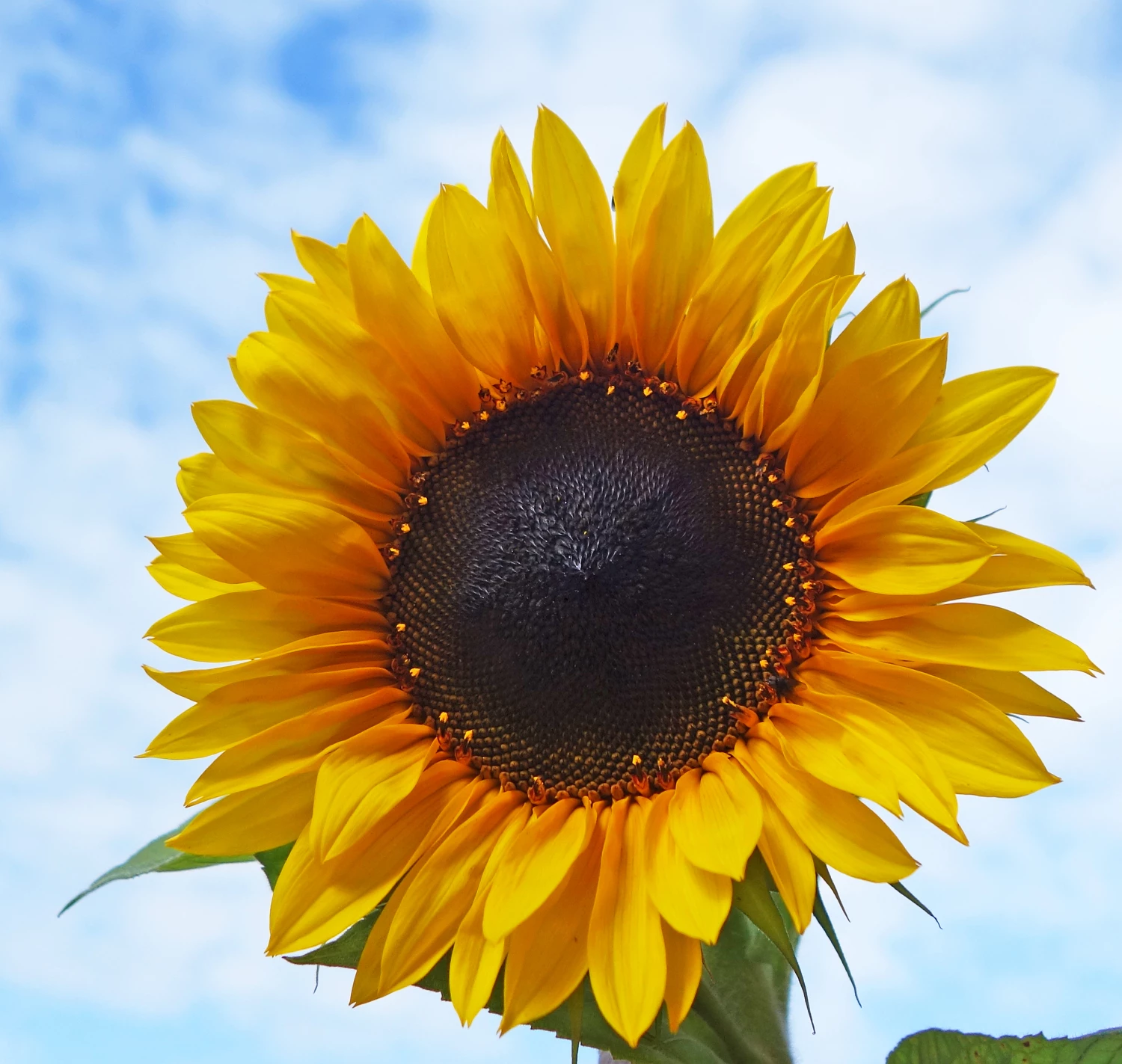 solo sunflower