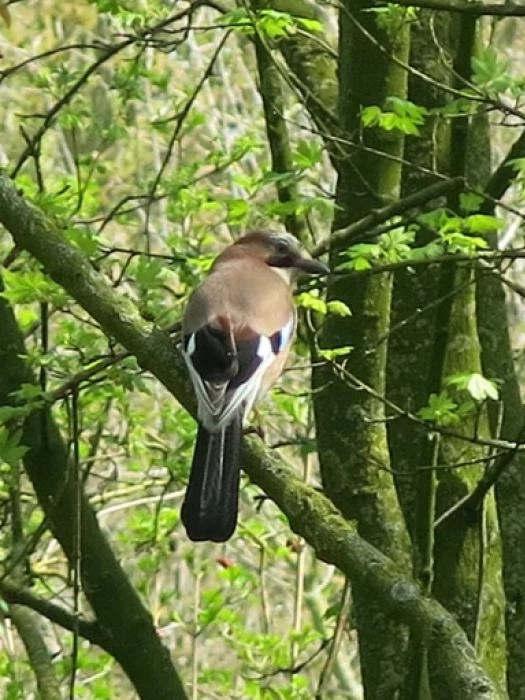 spring in tarvin woodland fullsizeoutput24c2