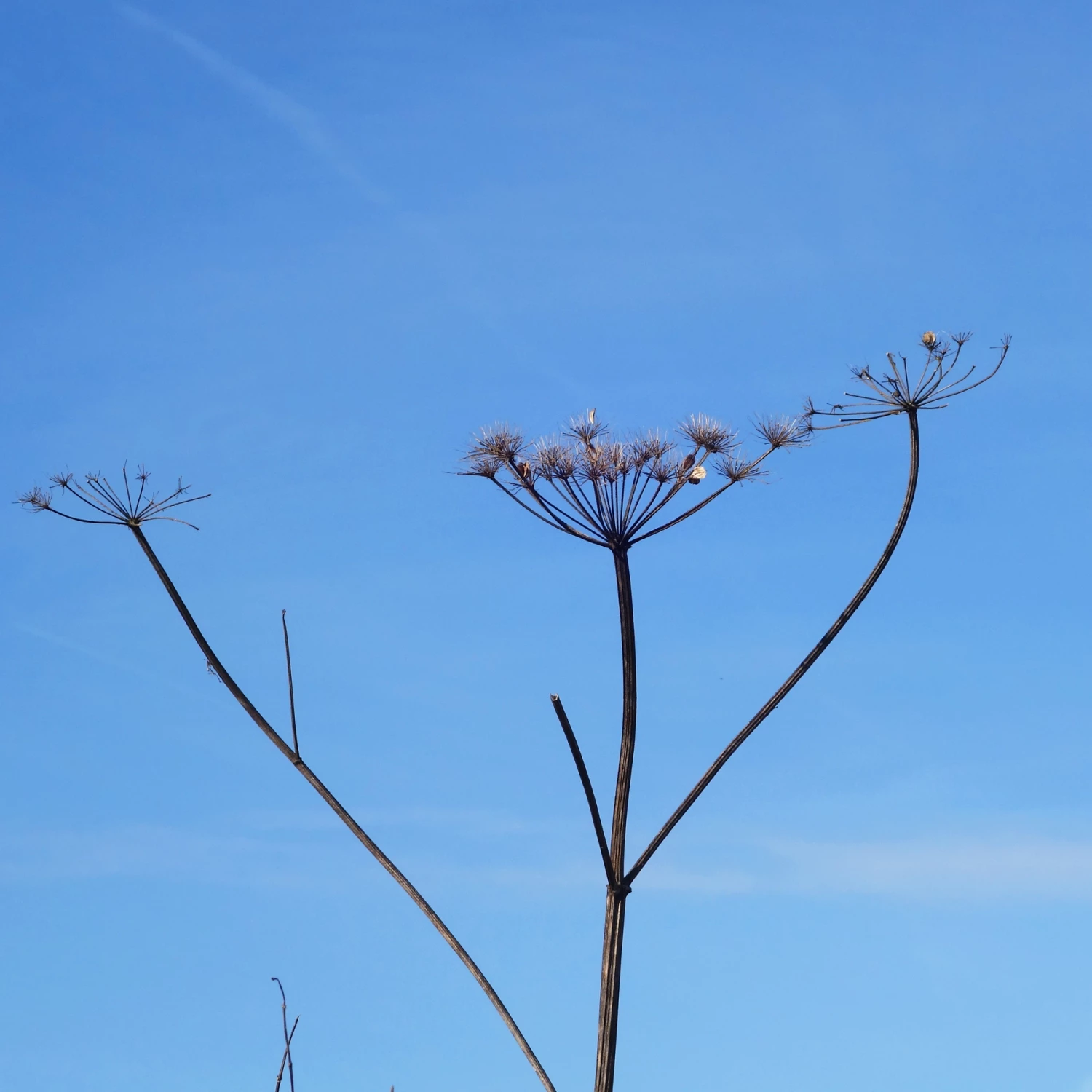 stately seedheads