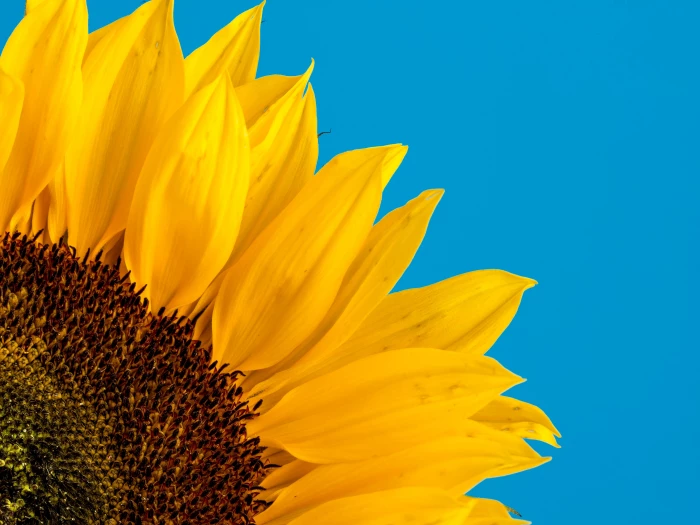 sunflower by david travis on unsplash