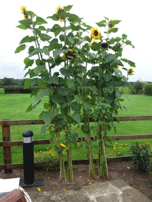 sunflower winner
