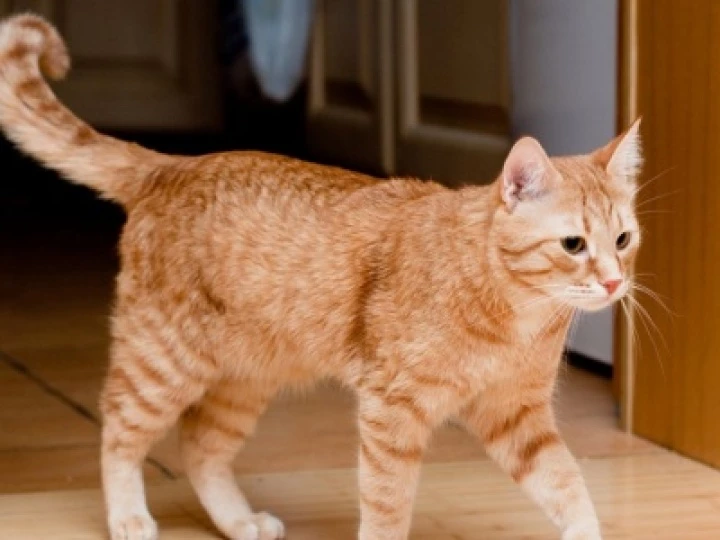 tabby