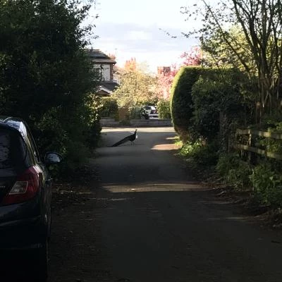 tarvin peacock image3 1