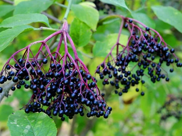 tarvin woodland trees  elderberries