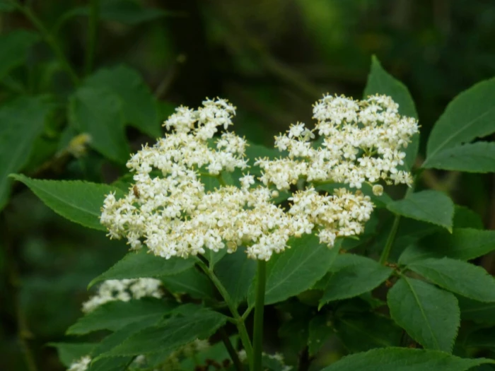 tarvin woodland trees elder flowers