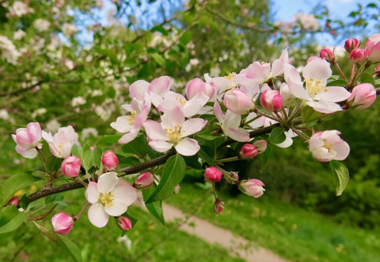 tarvin woodlands apple blossom april 22