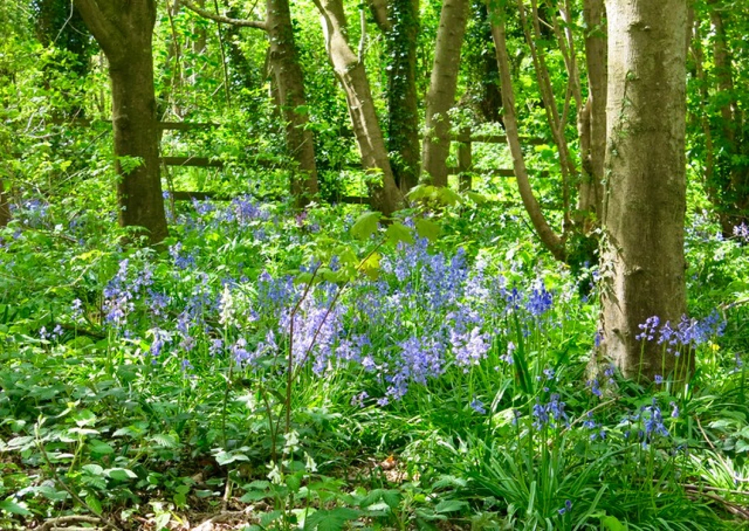 tarvin woodlands bluebell glade
