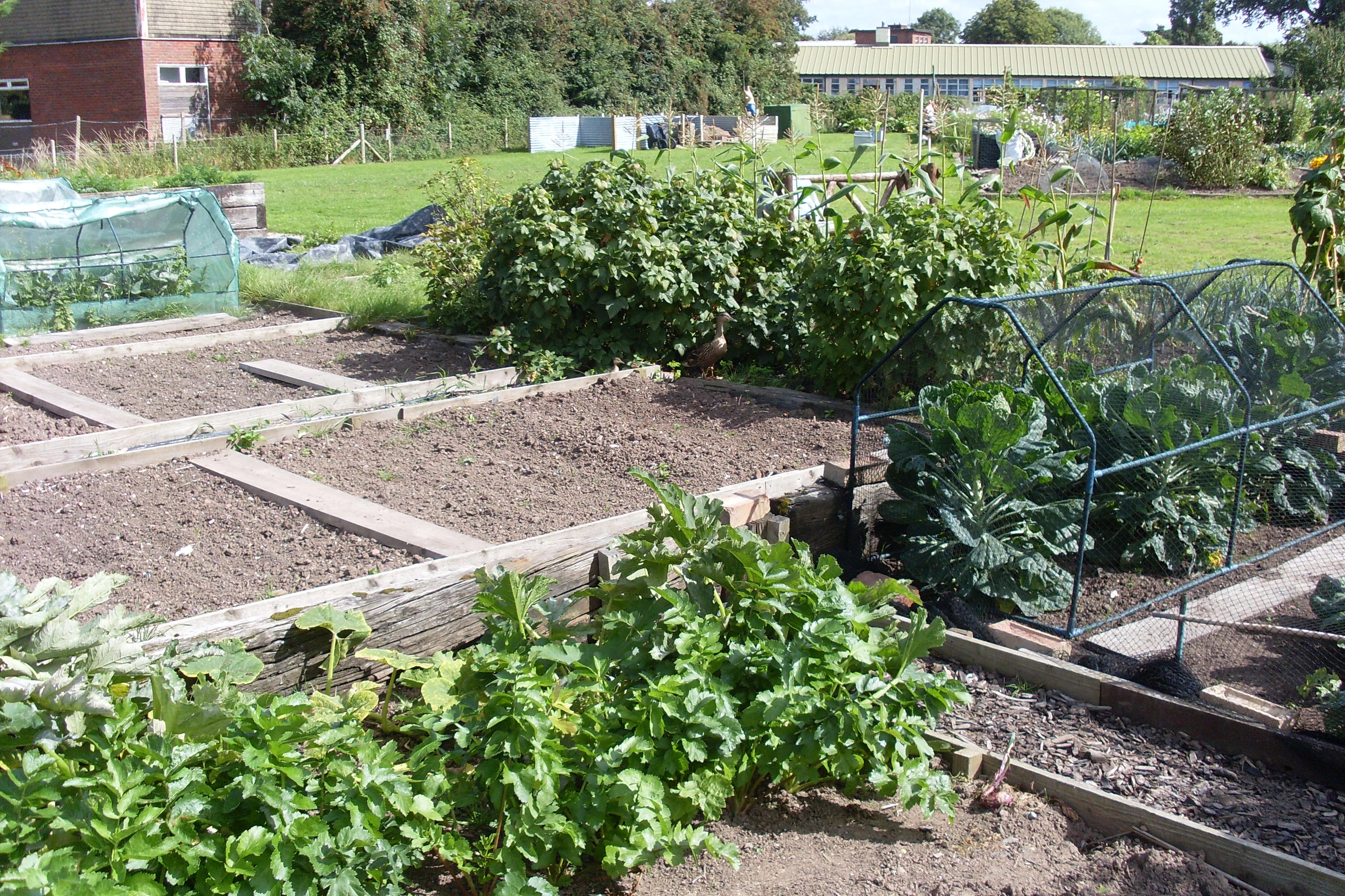 tattenhall allotments