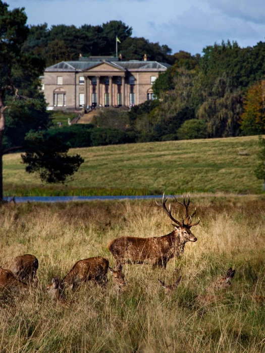 tatton park deer