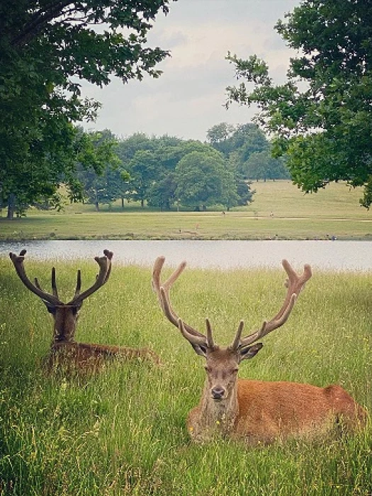 tatton park ranger