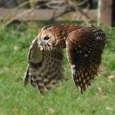 tawny owl3