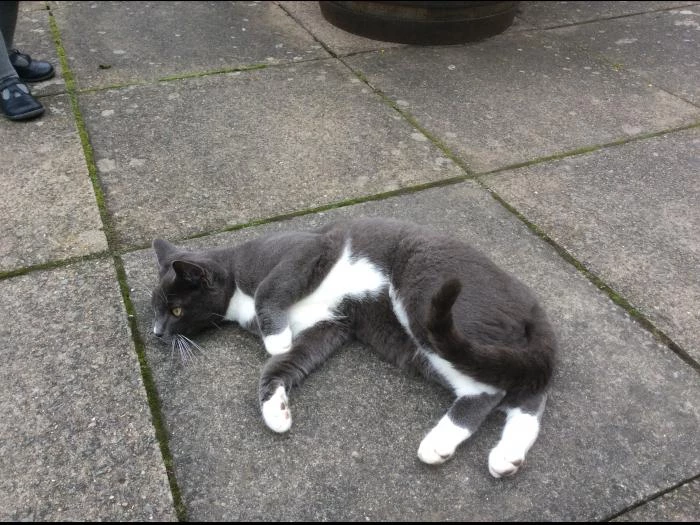 tcc cat