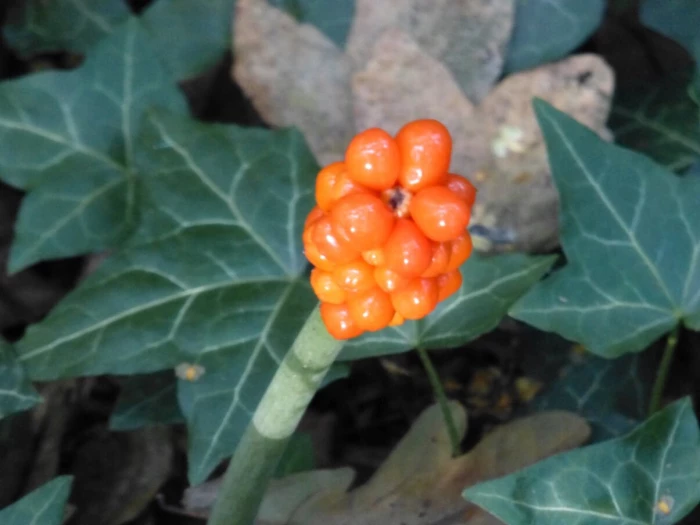 tcw wild arum berries