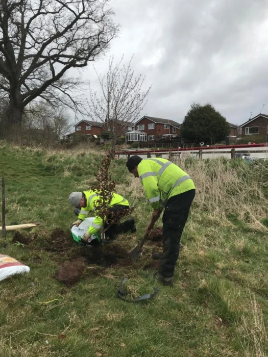 tree planting