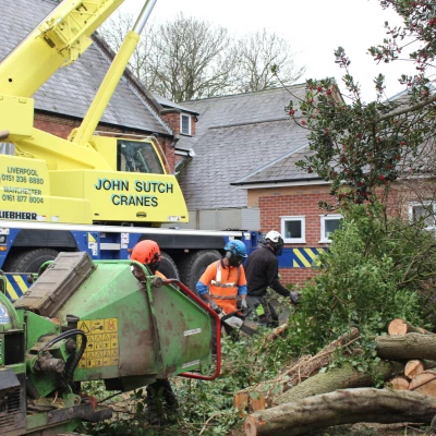 tree removal 11