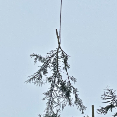 tree removal 3