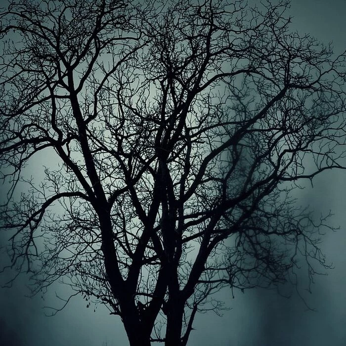 trees silhouettes mysterious