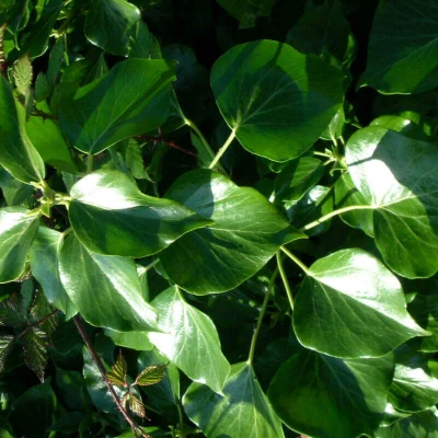 twt english ivy adult foliage