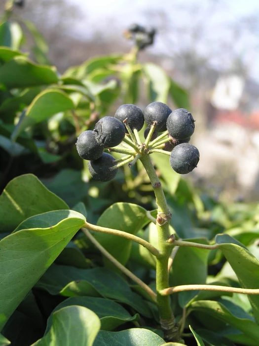 twt english ivy berries