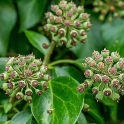 twt english ivy flowers