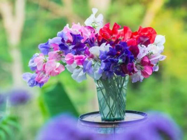 tyinginsweetpeas