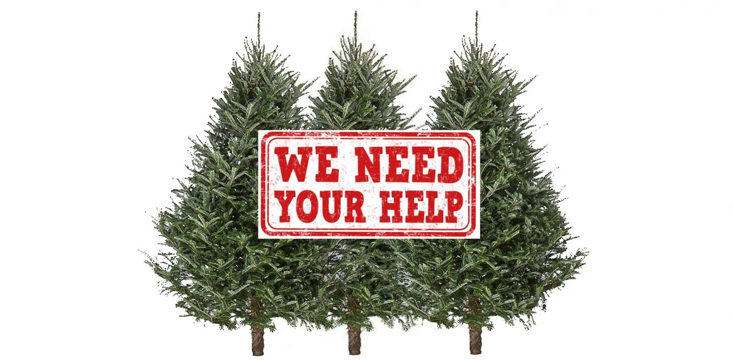 undressed christmas trees need
