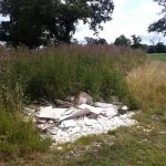 unnamed 5