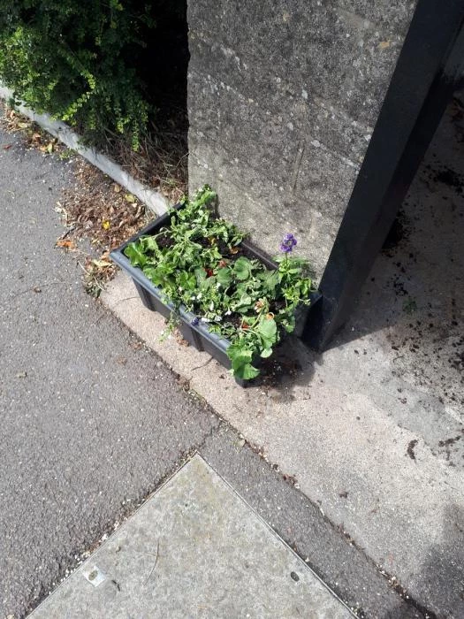 vandalised planter townsend sun 16th june 2019 after