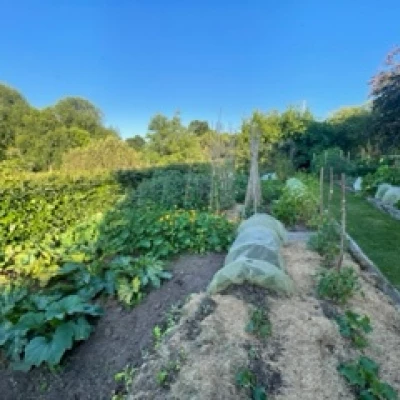 veg garden 2