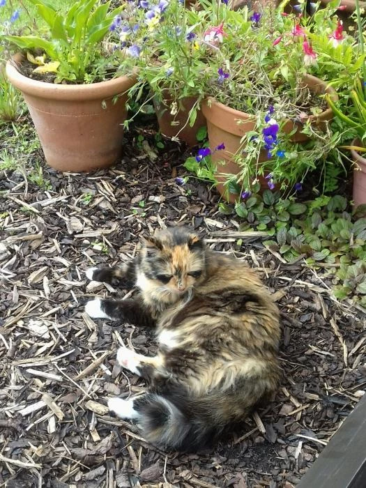 very friendly cat